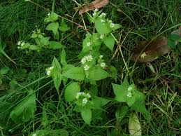 Attēlu rezultāti vaicājumam “Myosoton aquaticum”