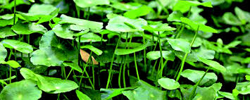 「香菇草」的圖片搜尋結果