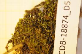 Attēlu rezultāti vaicājumam “Scapania mucronata”