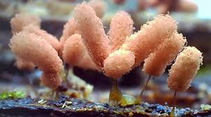 Attēlu rezultāti vaicājumam “Physarum cf. diderma macro”