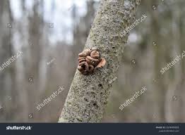 Attēlu rezultāti vaicājumam “Encoelia furfuracea”