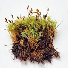 Attēlu rezultāti vaicājumam “Saelania glaucescens sporophyte”