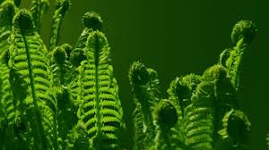 Attēlu rezultāti vaicājumam “Pteropsida”