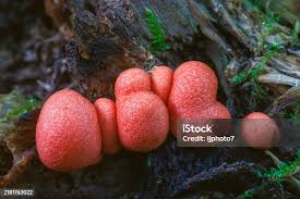 Attēlu rezultāti vaicājumam “Lycogala epidendrum s.str. macro”