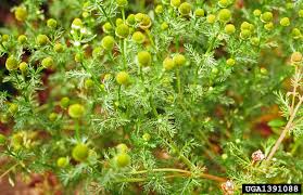 Attēlu rezultāti vaicājumam “Matricaria discoidea”