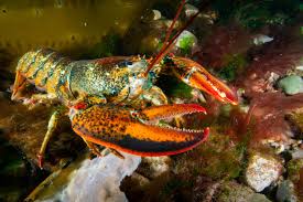 Image result for Homarus americanus