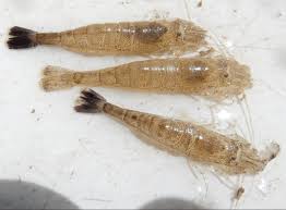 Attēlu rezultāti vaicājumam “Crangon crangon”