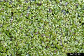 Attēlu rezultāti vaicājumam “Lamproderma puncticulatum stalked”