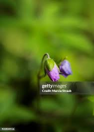 Attēlu rezultāti vaicājumam “Viola odorata bud”