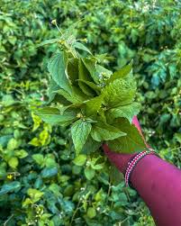 Attēlu rezultāti vaicājumam “Galinsoga quadriradiata leaf”