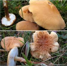 Attēlu rezultāti vaicājumam “Cystoderma amianthinum”