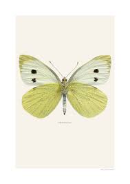 Attēlu rezultāti vaicājumam “Pieris brassicae female”