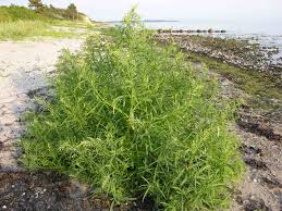 Attēlu rezultāti vaicājumam “Atriplex littoralis”