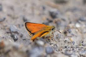 Attēlu rezultāti vaicājumam “Thymelicus sylvestris male”