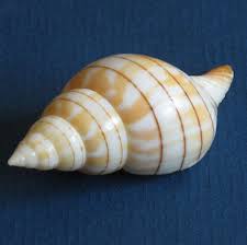 Image result for Cinctura hunteria