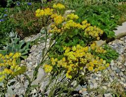Attēlu rezultāti vaicājumam “Helichrysum arenarium bud”