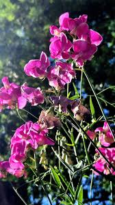 Attēlu rezultāti vaicājumam “Lathyrus sylvestris bud”