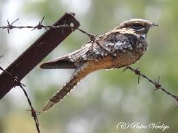 Image result for Caprimulgus ruficollis