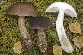 Attēlu rezultāti vaicājumam “Leccinum melaneum”