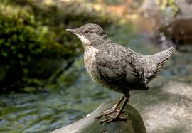 Attēlu rezultāti vaicājumam “Cinclus cinclus”