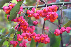 Attēlu rezultāti vaicājumam “Euonymus fruit”