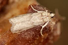 Attēlu rezultāti vaicājumam “Apomyelois bistriatella”