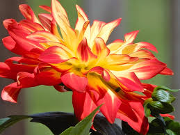 Image result for Dahlia hybrid.