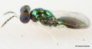 Attēlu rezultāti vaicājumam “Phyllonorycter sp.”