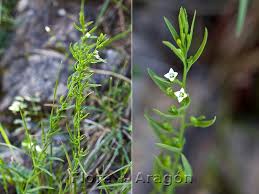 Attēlu rezultāti vaicājumam “Thesium alpinum”