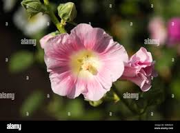 Image result for Alcea rosea `Appleblossom`