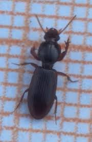 Attēlu rezultāti vaicājumam “Clivina fossor”