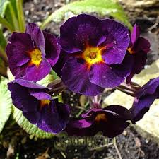 Attēlu rezultāti vaicājumam “Primula veris var. rubra flower”