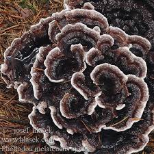 Attēlu rezultāti vaicājumam “Phellodon melaleucus”