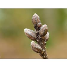 Attēlu rezultāti vaicājumam “Quercus robur bud”