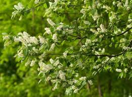 Attēlu rezultāti vaicājumam “Prunus (bird-cherry tree)”