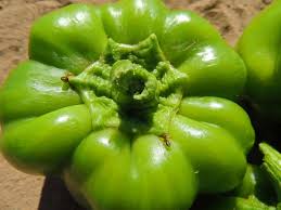 Afbeeldingsresultaat voor california wonder 300 sweet pepper