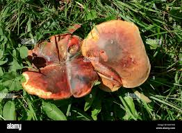 Attēlu rezultāti vaicājumam “Xerocomus rubellus”