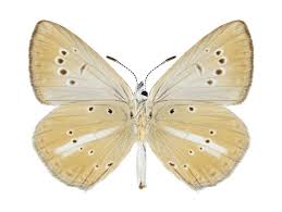 Attēlu rezultāti vaicājumam “Agrodiaetus damon”