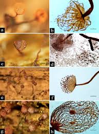 Attēlu rezultāti vaicājumam “Cribraria intricata spores”
