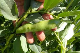 Image result for Dicke Bohnen