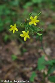 Attēlu rezultāti vaicājumam “Mycelis muralis bud”