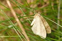 Attēlu rezultāti vaicājumam “Anania lancealis”