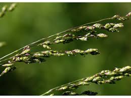 Attēlu rezultāti vaicājumam “Glyceria striata”