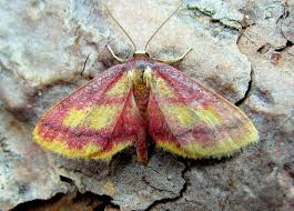 Attēlu rezultāti vaicājumam “Idaea muricata”