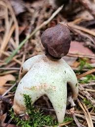 Attēlu rezultāti vaicājumam “Geastrum quadrifidum”