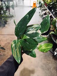 Attēlu rezultāti vaicājumam “Diachea muscorum stalked”