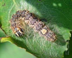 Attēlu rezultāti vaicājumam “Acronicta megacephala larva”