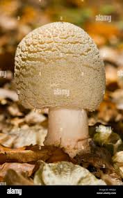 Attēlu rezultāti vaicājumam “Macrolepiota rhacodes var. bohemica”