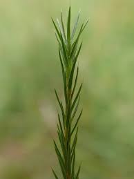 Attēlu rezultāti vaicājumam “Polytrichum strictum”