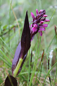 Attēlu rezultāti vaicājumam “Dactylorhiza cruenta flower”